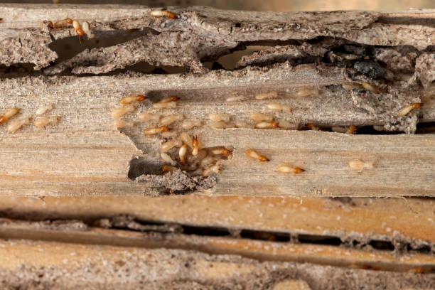 Best Pest Inspection Near Me  in West Long Branch, NJ
